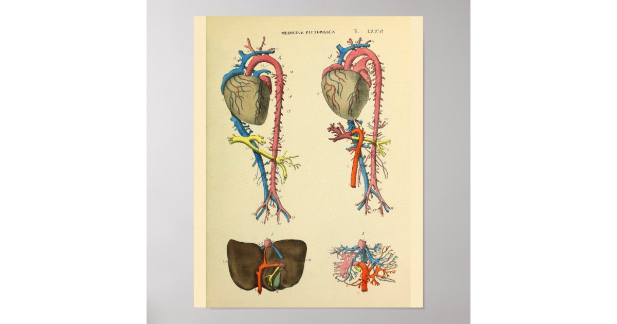Heart Aorta Vintage Anatomy Art Print | Zazzle