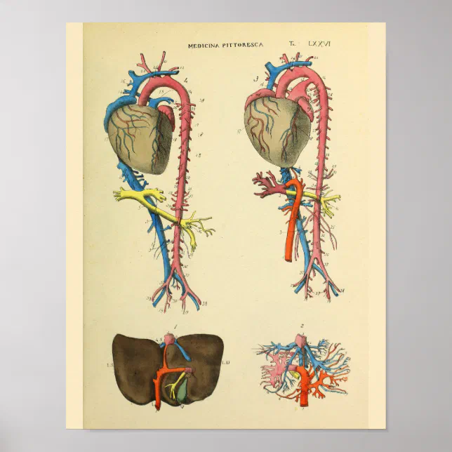 Heart Aorta Vintage Anatomy Art Print | Zazzle