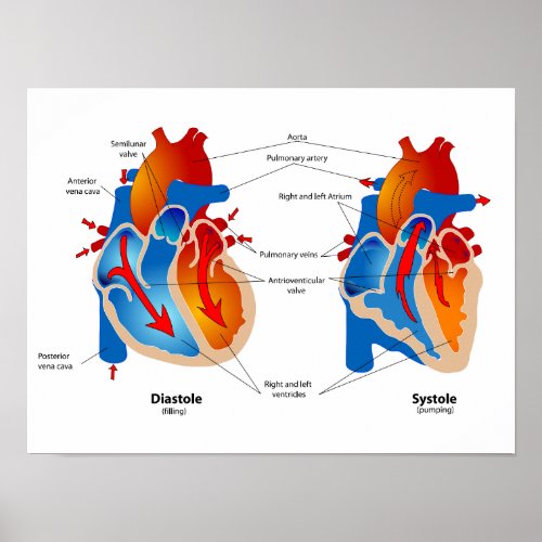 Heart Blood Flow Medical Chart