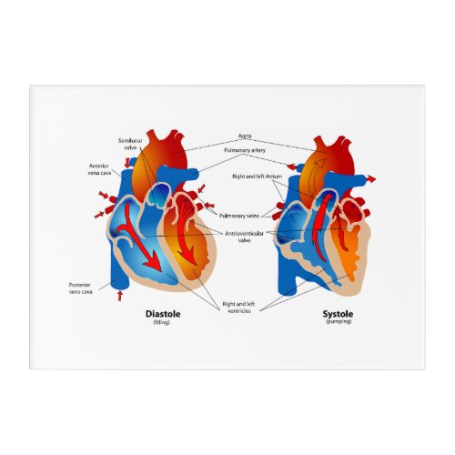 Heart Blood Flow Medical Chart  Acrylic Print