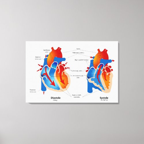 Heart Blood Flow Medical Chart  Canvas Print