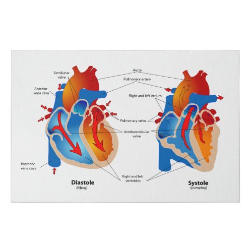 Heart Blood Flow Medical Chart Faux Canvas Print