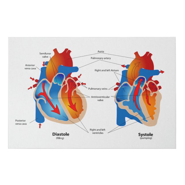 Heart Blood Flow Medical Chart Faux Canvas Print (Front)