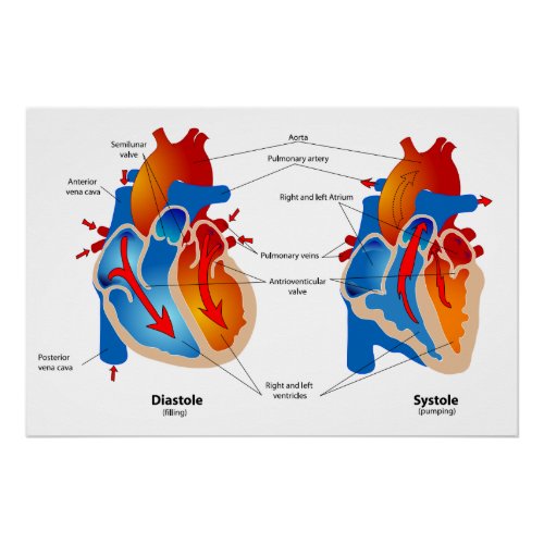 Heart Blood Flow Medical Chart Glossy Poster