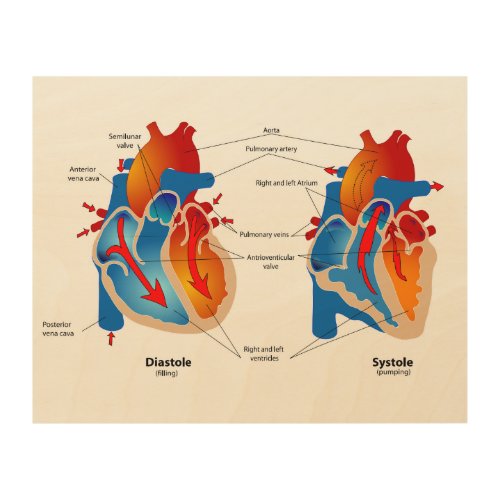 Heart Blood Flow Medical Chart  Wood Wall Art