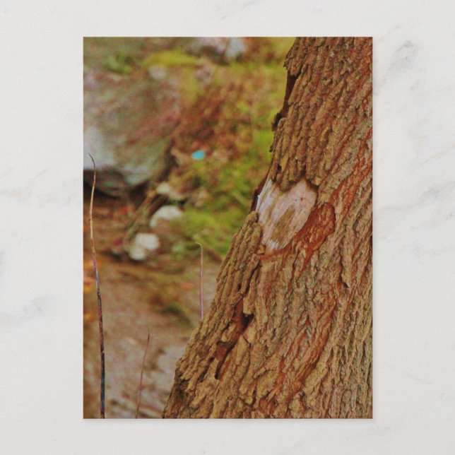 Heart Carved in Tree Postcard (Front)