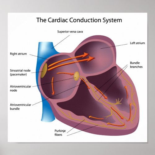Heart conduction system Poster
