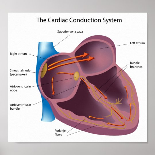 Heart conduction system Poster | Zazzle.com