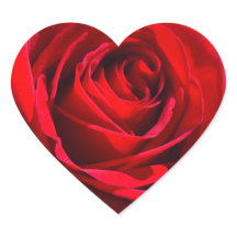 Heart Deep Red Rose