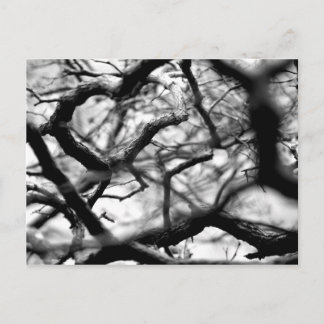 Heart in the Branches Postcard