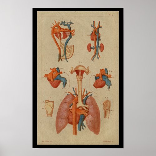 Heart Lungs Vintage Human Anatomy Print