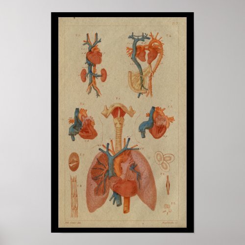 Heart Lungs Vintage Human Anatomy Print