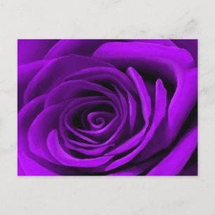 Heart Of A Purple Rose Postcard