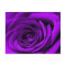 Heart Of A Purple Rose