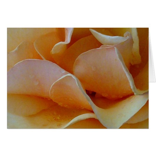 Heart of a Rose Cards (Front Horizontal)