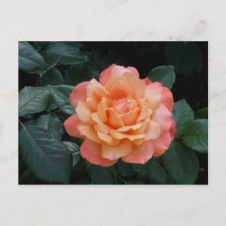 Heart of Gold Postcard