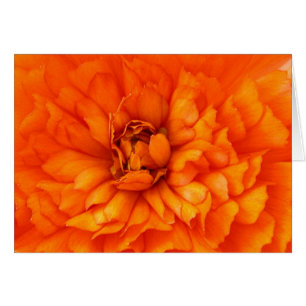 Heart of Ranunculus Cards