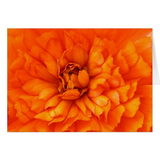 Heart of Ranunculus Cards (Front Horizontal)