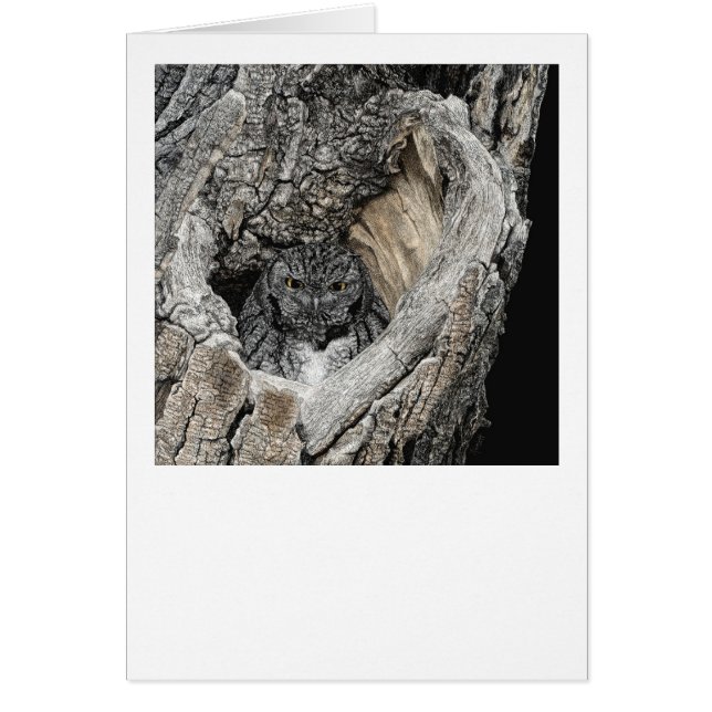 "Heart of San Pedro" - Screech Owl Cards (Front)