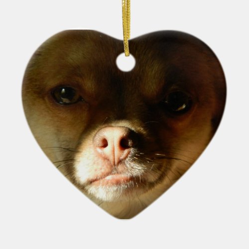 Heart Ornament with a Chihuahua Pomeranian mix