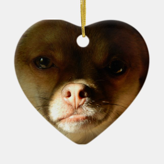 Heart Ornament with a Chihuahua Pomeranian mix (Front)