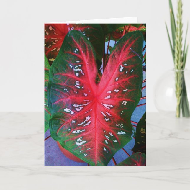 Heart Plant Greeting Card (Front)