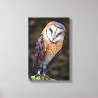 Heart-Shaped Face Barn Owl Canvas Print