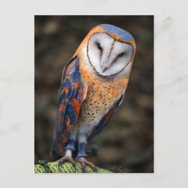 Heart-Shaped Face Barn Owl Postcard (Front)