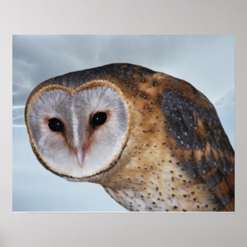 Heart shaped face Barn Owl Poster
