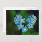 Heart Shaped Forget-me-not Flowers Postcard (Front/Back)