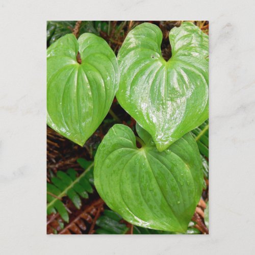 Heart Shaped Leaves Postcard