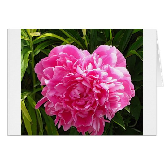 Heart Shaped Peony (Front Horizontal)