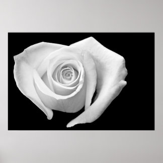 Heart Shaped Rose, Black and White Poster