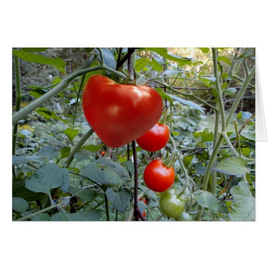 Heart Shaped Tomato no message Cards (Front Horizontal)