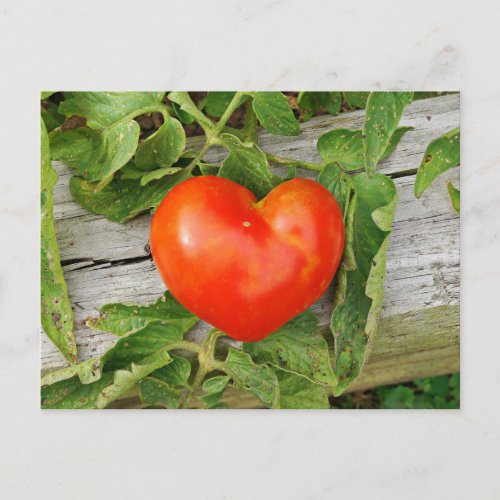 Heart Shaped Tomato Postcard