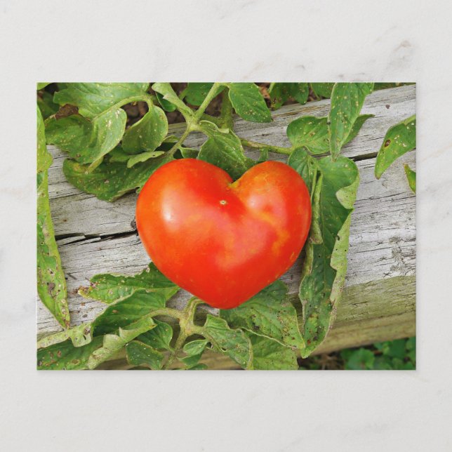 Heart Shaped Tomato Postcard (Front)