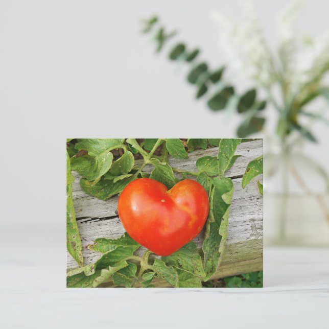 Heart Shaped Tomato Postcard (Standing Front)