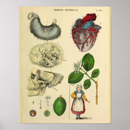 Heart Skull Stomach Anatomy Vintage Art Print