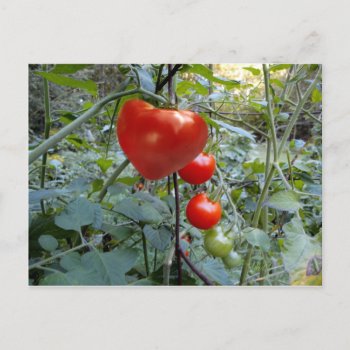 Heart Tomato Summer In New Hampshire Postcard by logodiane at Zazzle