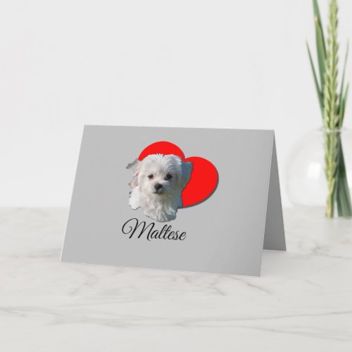 Heart White Beautiful Maltese Puppy Dog Love   Card