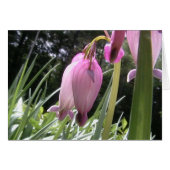 hearts gone wild (Front Horizontal)