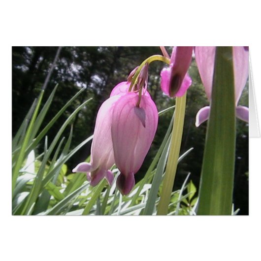 hearts gone wild (Front Horizontal)