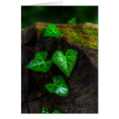 Hearts of Ivy (Front)