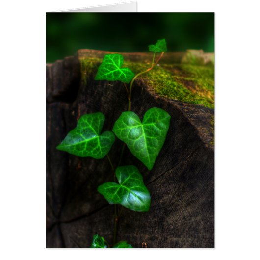 Hearts of Ivy Cards (Front)
