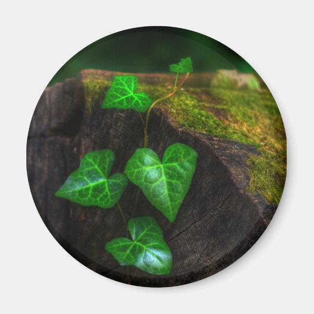 Hearts of Ivy Magnet (Front)