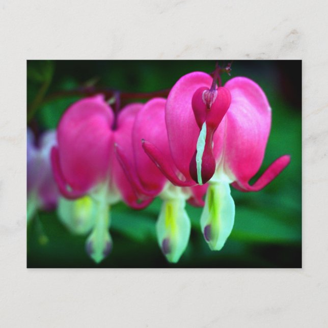 Hearts Postcard (Front)