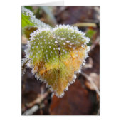 Heartshaped leaf with frost (Front)