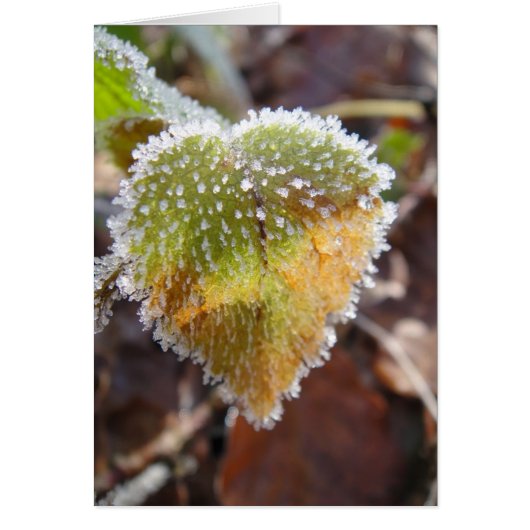 Heartshaped leaf with frost cards (Front)