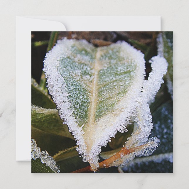 Heartshaped leaf with ice invitation (Front)