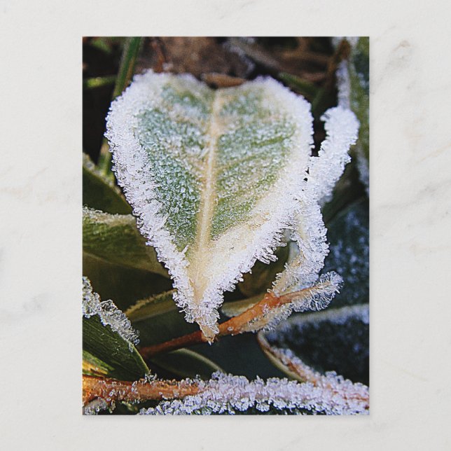 Heartshaped leaf with ice postcard (Front)